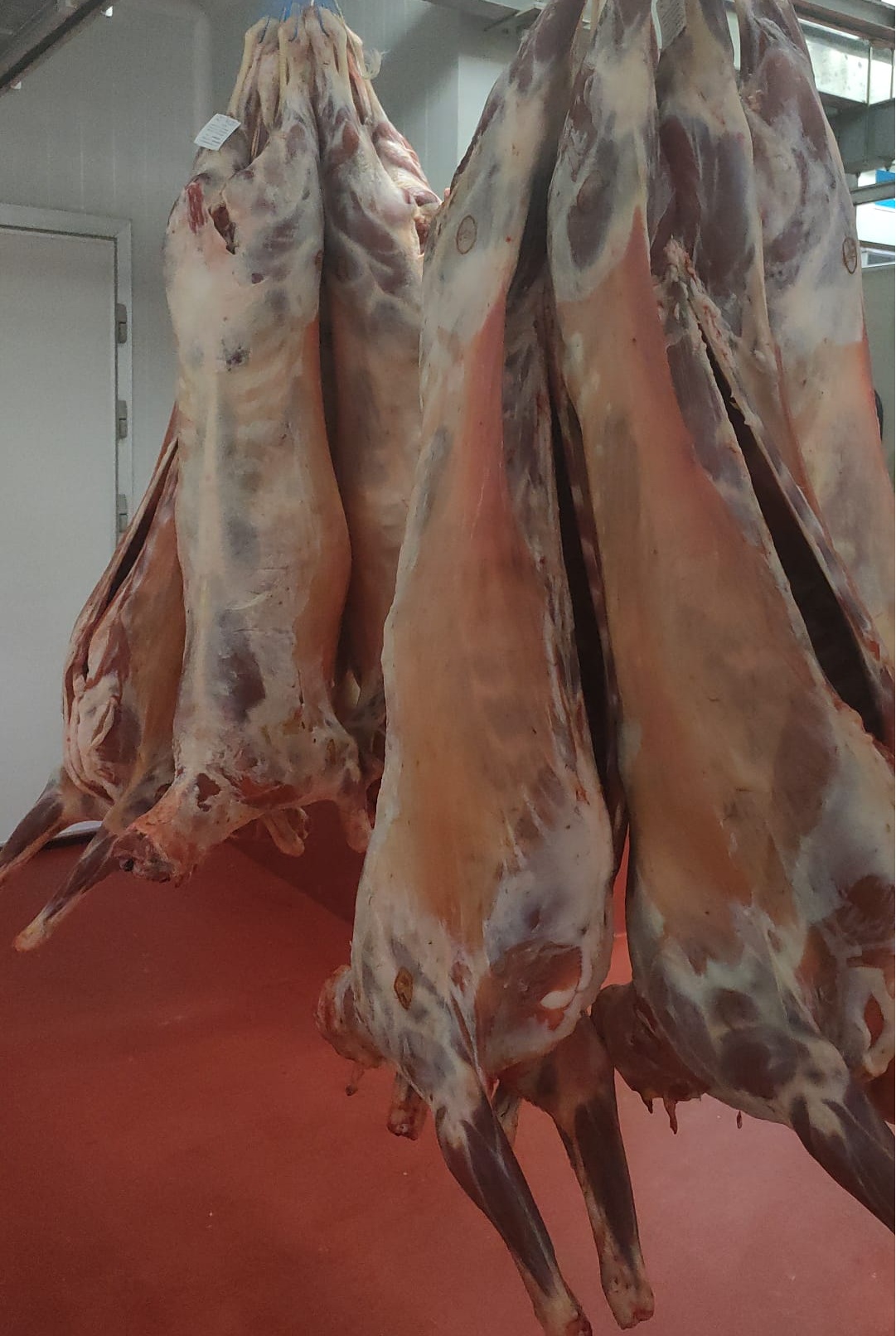 Carne de Ovino e Caprino